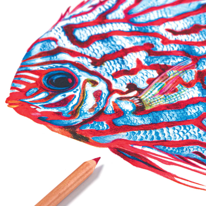 artPOP! Premium Plus Watercolor Pencils - Set of 24 (Fish artwork with pencil)