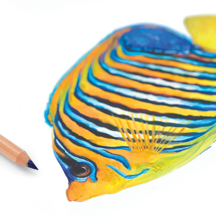 artPOP! Premium Plus Watercolor Pencils - Set of 72 (Fish artwork with pencil)